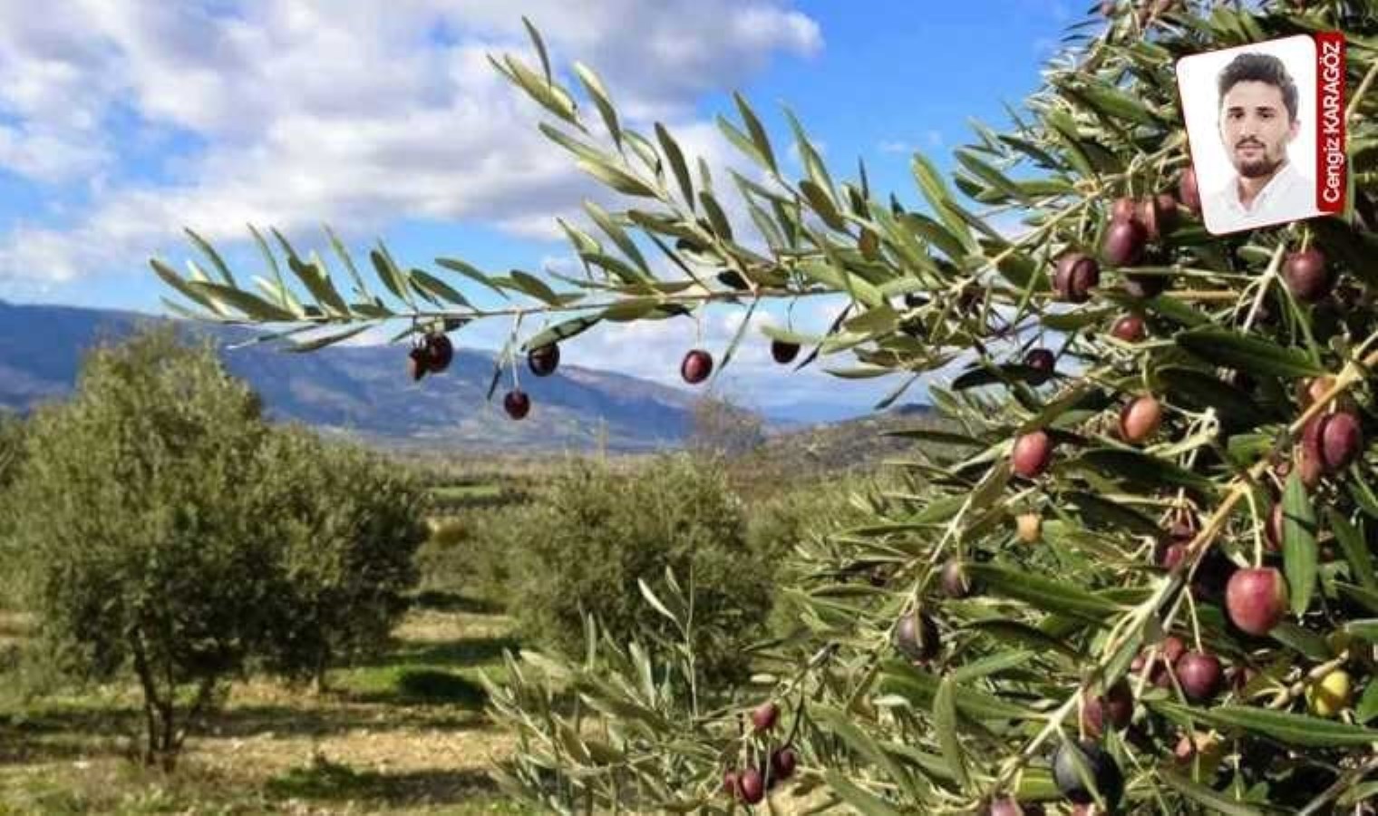 Çiftçi-Sen'in isteği üzerine zeytinliklerin madenciliğe açılmasına ilişkin düzenleme iptal edildi - Son Dakika Çevre Haberleri