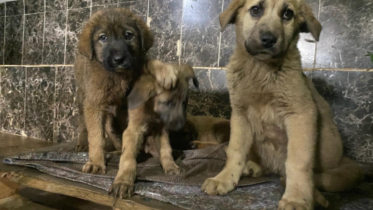 İspanya'da sokak köpeği sorununa çözüm bulundu